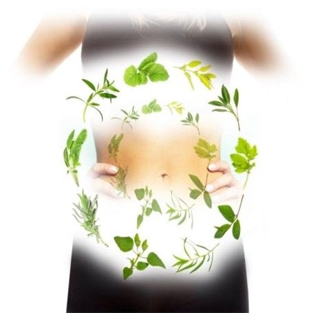 Phytox Régulateur et Stimulant Naturel Hépatique et Digestif Ineldea - 2