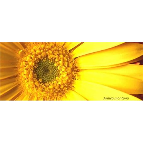 Gel Arnica Coups Bosses et Contusions Institut Claude Bell - 2
