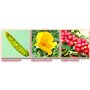 Slimbell Phytosonic Roll-On Minceur Genoux Institut Claude Bell - 1