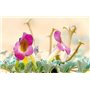 Roll-On de Massage Muscles et Articulations Harpagophytum Institut Claude Bell - 2
